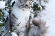 6种耐寒猫咪，易养且不怕寒冷，低温下也能保持温暖