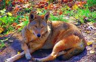 揭秘全球十大已消失的狼种：恐狼、日本狼和纽芬兰梦幻之狼