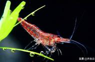 如何养护樱花虾和黑壳虾？观赏虾鱼缸“爆缸”秘诀揭秘