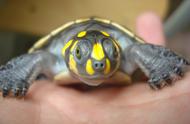 黄头侧颈龟的魅力：一次探索自然之美的旅程